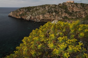 Euphorbia in un tratto di costa delle Egadi